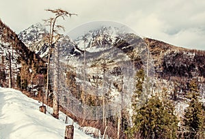 Spruce forest after natural disaster in High Tatras mountains, y