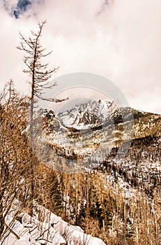 Spruce forest after natural disaster in High Tatras, yellow filter