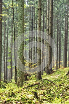 Spruce forest near Zakluky at Polana mountains