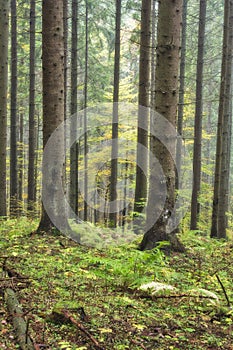 Spruce forest near Zakluky at Polana mountains