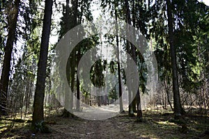 Spruce forest, road under the branches of trees. The high crowns of trees are directed to the sky. Moss at the roots of trees