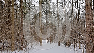 Spruce forest in the snow in Gatineau national park, Canada