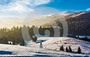 Spruce forest on snowy hills