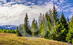 Spruce forest under the cloudy sky