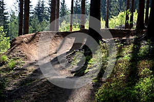 Spruce forest in which there is a track for bicycles trail tilted bends one after the other dug in the ground into perfect shapes