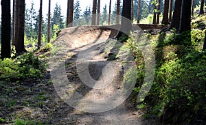 Spruce forest in which there is a track for bicycles trail tilted bends one after the other dug in the ground into perfect shapes