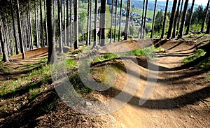 Spruce forest in which there is a track for bicycles trail tilted bends one after the other dug in the ground into perfect shapes