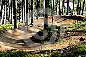 Spruce forest in which there is a track for bicycles trail tilted bends one after the other dug in the ground into perfect shapes