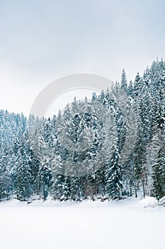 Spruce forest in winter