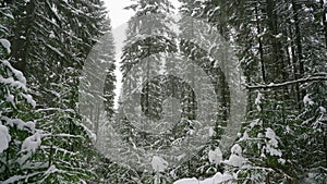 Spruce forest in winter. Tree branches covered with snow. Huge fir trees sway in the wind.