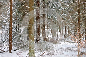 Spruce forest in winter