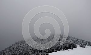 Spruce forests covered with snow, reminiscent of the polar landscape of the taiga. these are commercial forests artificially plant