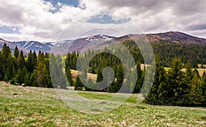 Spruce forests on grassy slopes in springtime