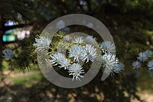 Spruce with fresh shoots