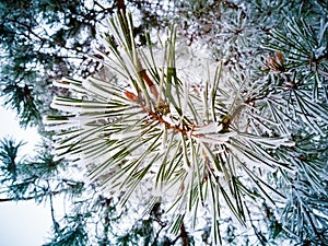 spruce green needles on a pine branch covered with frost and snow. close-up. winter coniferous forest