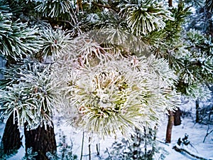 spruce green needles on a pine branch covered with frost and snow. close-up. winter coniferous forest