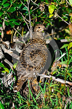 Spruce Grouse
