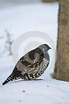 Spruce Grouse