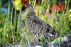 Spruce grouse