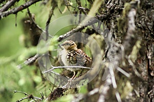 Spruce Grouse baby