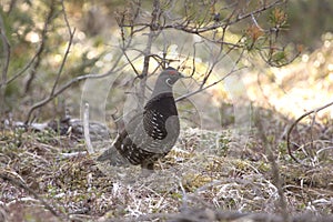 Spruce Grouse Bird