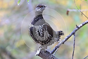 Spruce Grouse or Canada Grouse (Falcipennis canadensis), Alaska, United States