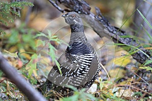 Spruce Grouse or Canada Grouse (Falcipennis canadensis), Alaska, United States