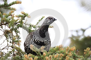 Spruce Grouse or Canada Grouse (Falcipennis canadensis), Alaska, United States