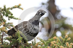 Spruce Grouse or Canada Grouse (Falcipennis canadensis), Alaska, United States