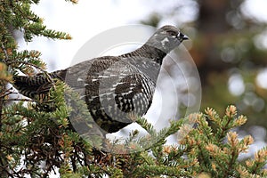 Spruce Grouse or Canada Grouse (Falcipennis canadensis), Alaska, United States