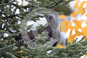 Spruce Grouse or Canada Grouse (Falcipennis canadensis), Alaska, United States