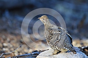 Spruce Grouse or Canada Grouse (Falcipennis canadensis), Alaska, United States