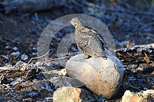 Spruce Grouse or Canada Grouse (Falcipennis canadensis), Alaska, United States