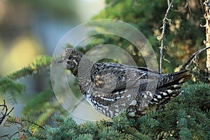 Spruce Grouse or Canada Grouse (Falcipennis canadensis), Alaska, United States