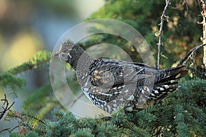 Spruce Grouse or Canada Grouse (Falcipennis canadensis), Alaska, United States