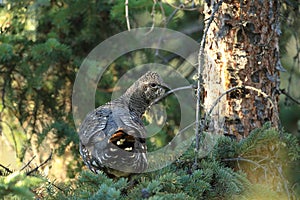 Spruce Grouse or Canada Grouse (Falcipennis canadensis), Alaska, United States