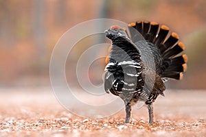 Spruce grouse displaying its feathers