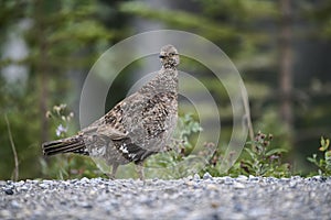 Spruce grouse Falcipennis canadensis