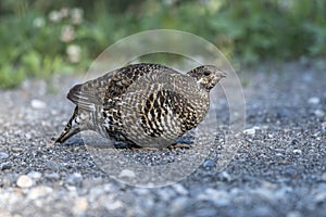 Spruce grouse Falcipennis canadensis, Spray Lakes Provincial Park