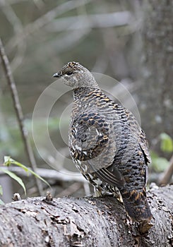 Spruce grouse female Falcipennis canadensis in Algonquin Park, Canada