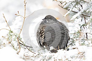 Spruce Grouse in the forest