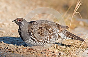 Spruce Grouse - male