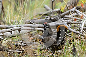 Spruce Grouse Male