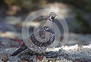 Spruce grouse male Falcipennis canadensis in lichen in Algonquin Park, Canada