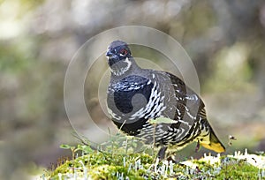 Spruce grouse male Falcipennis canadensis in lichen in Algonquin Park, Canada