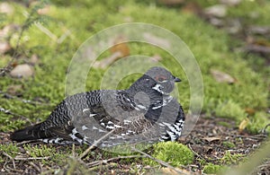 Spruce grouse male Falcipennis canadensis resting in Algonquin Park, Canada