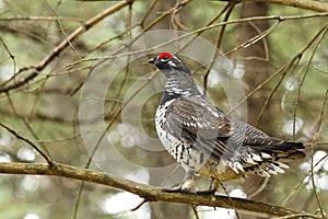 Spruce Grouse Male