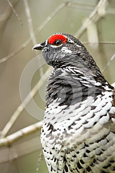 Spruce Grouse Male