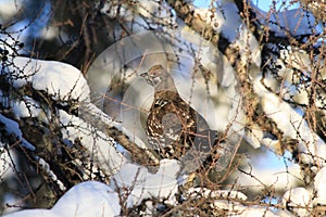 Spruce grouse perched in a tamarack