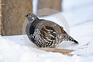 Spruce Grouse